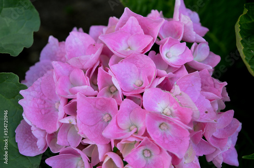 Landscape photo of bright pink hydrangea blooming
