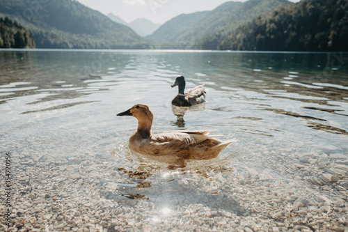 Obraz na płótnie Duck swimming at the Alpsee lake in Germany w salonie
