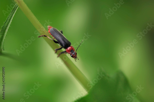 Portrait of cute bug sitting on plant