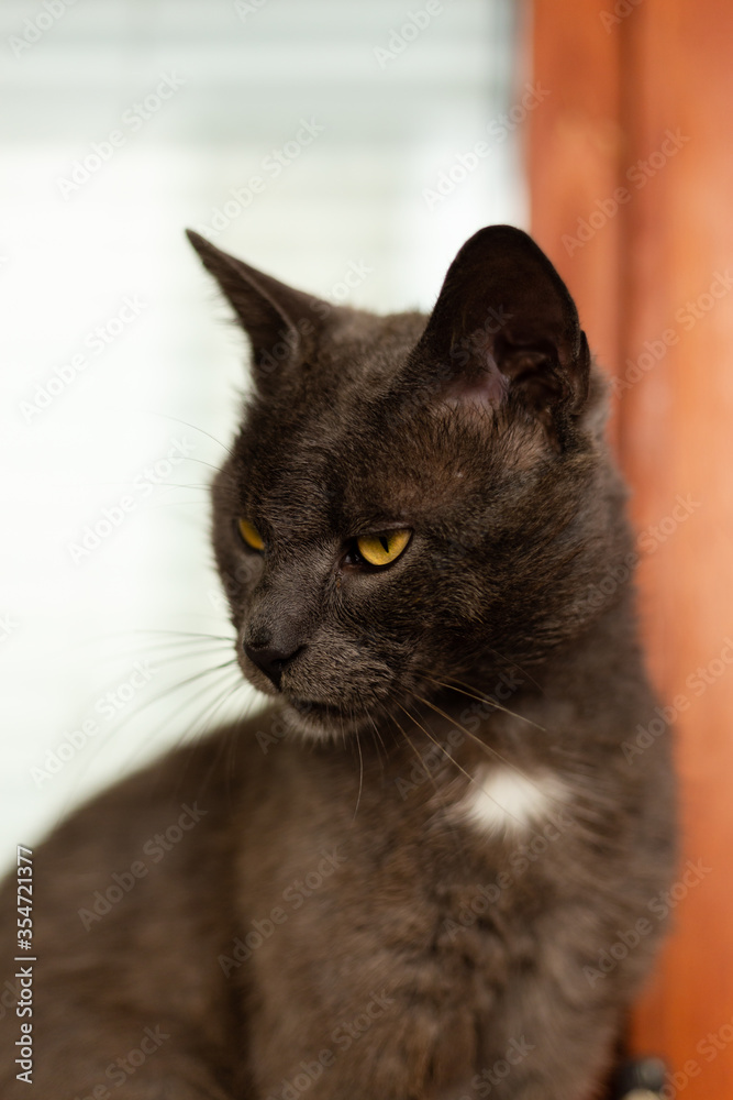 Close up portrait of big gray cat with funny  and a bit angry face staring at something. Strong look in its yellow eyes.