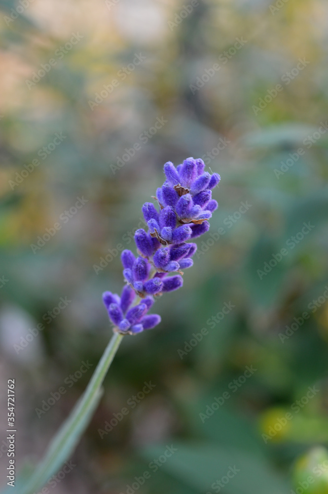 Closeup portrait photo of lavender flower stem Closeup portrait photo of lavender flower stem