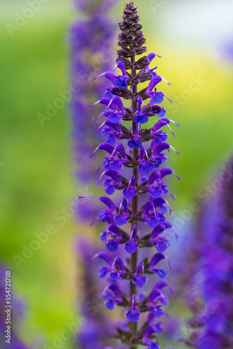 Purple salvia.  Focus on stem in the foreground.