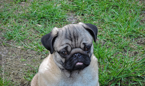 pug puppy