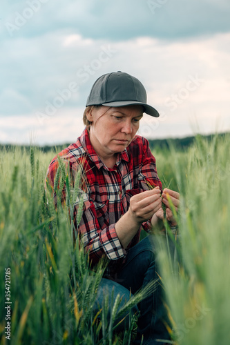 Concerned wheat farmer and agronomist inspecting cereal crops quality in cultivated agricultural plantation field