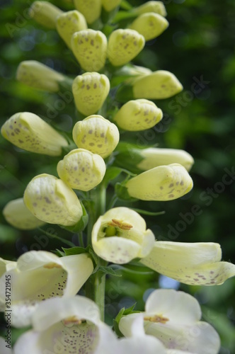 Portrait photo of foxglove flower in the garden photo