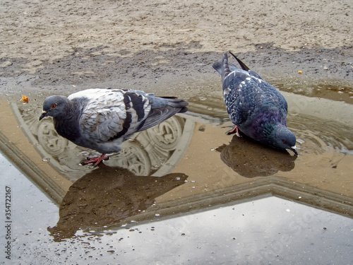 Two pigeons in a puddle on the sidewalk