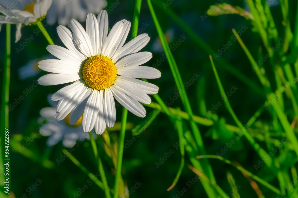 Close up Macro Chamomile and green grass Close up Macro Chamomile and green grass