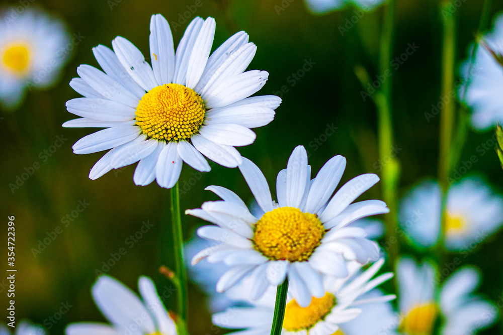 Fototapeta premium Close up Macro many Chamomile next to each other