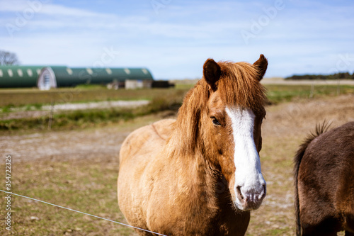 A beautiful young sorrel horse with a white stripe between the eyes in a farm