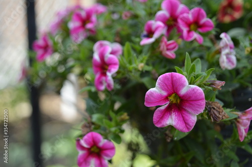Landscape photo of pink flowers in hanging basket