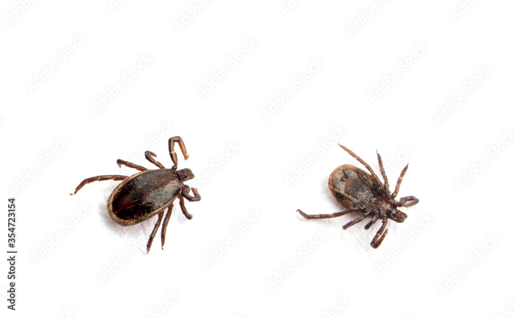 health danger disease carrier ticks health danger disease carrier ticks