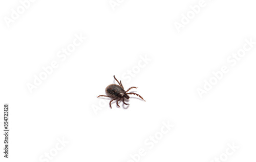 Disease-carrier ticks isolated on white © nata777_7