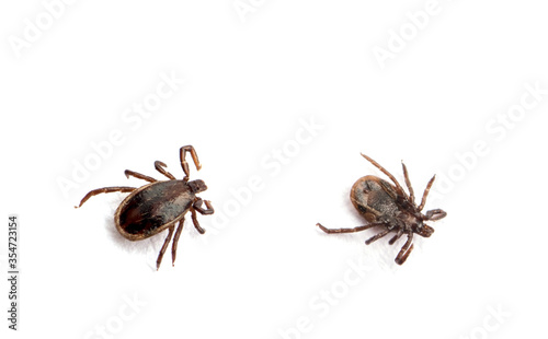 health danger disease carrier ticks © nata777_7