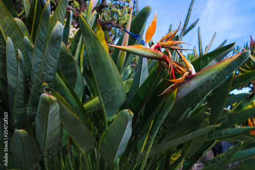 The dramatic orange and blue flower head of Strelitzia reginae, also known as "bird of paradise plant" or "crane flower", a perennial plant native to South Africa.