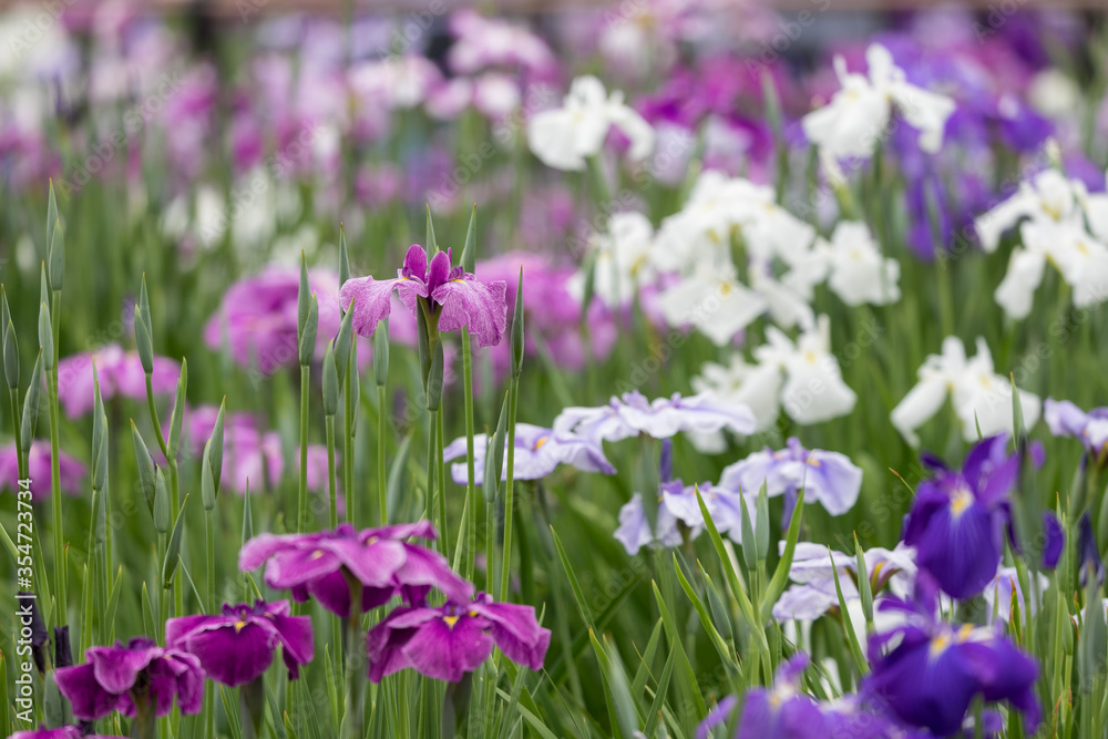 色鮮やかな菖蒲の花　東京都葛飾区　日本