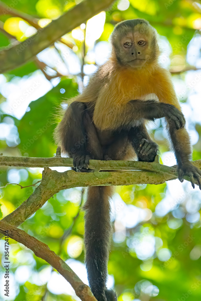Obraz premium Young Capuchin Monkey in the Trees