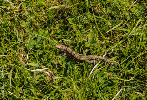 Common Lizard sitting in the sun, Glenariff forest park, Glens of Antrim, Causeway coastal route, area of outstanding natural beauty, County Antrim, Northern Ireland
