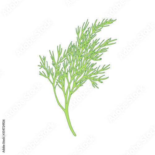 Fresh fennel branch isolated on white background. Dill bunch Vector illustration