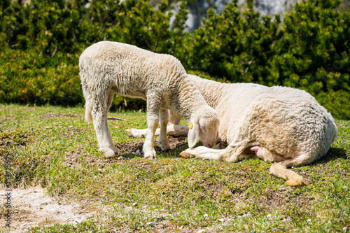 Cute lamb with her mother resting on mountain meadow. © anzebizjan