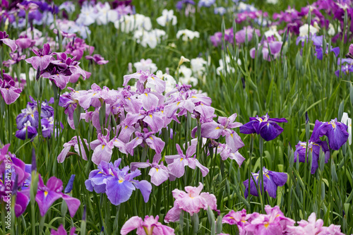 色鮮やかな菖蒲の花　東京都葛飾区　日本