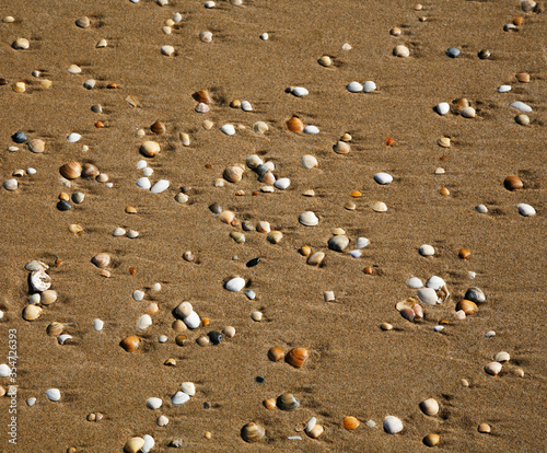 Conchas en la arena de la plancha