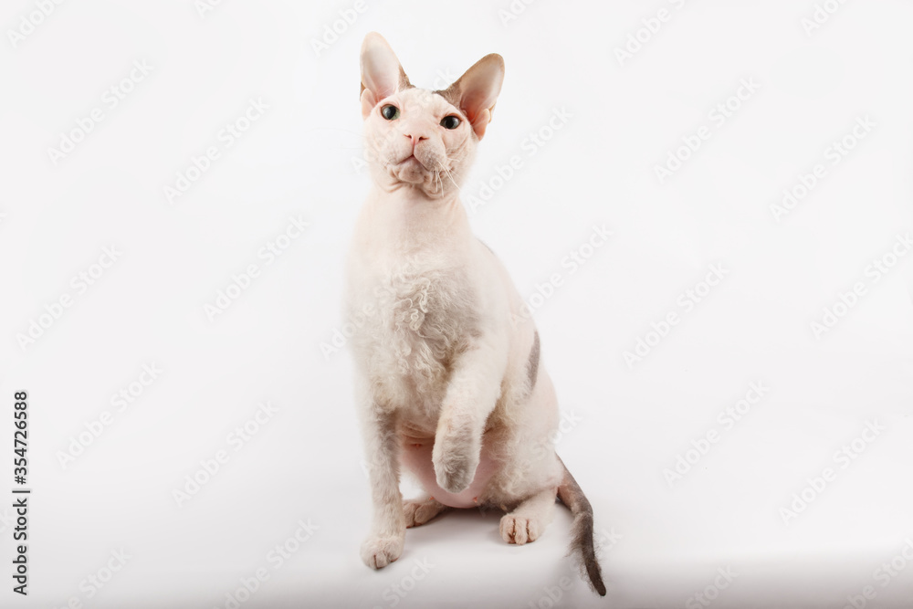 Don Sphynx cat on colored backgrounds Don Sphynx cat on colored backgrounds