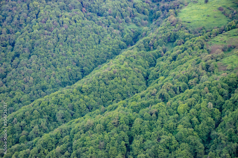 forest in the mountains