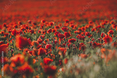 Huge field of blossoming poppies. Poppy field. Field of blossoming poppies. Blossoming poppies. Wonderful red flower poppy field. Summer landscape at sunny day