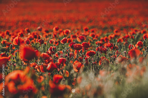 Huge field of blossoming poppies. Poppy field. Field of blossoming poppies. Blossoming poppies. Wonderful red flower poppy field. Summer landscape at sunny day