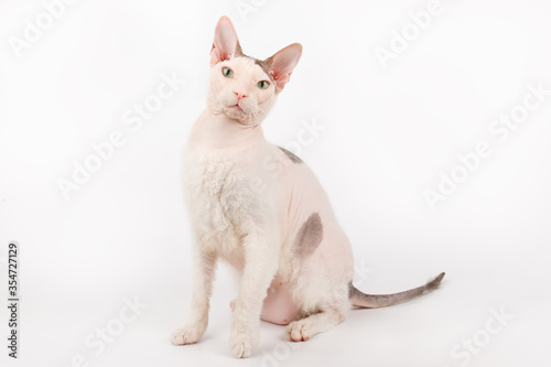 Don Sphynx cat on colored backgrounds © Aleksand Volchanskiy