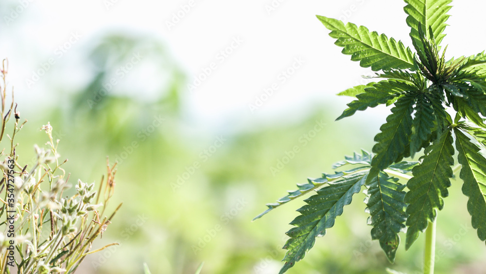 Young cannabis hemp plants growing in the farm field and moving in wind with sun shining. Young cannabis hemp plants growing in the farm field and moving in wind with sun shining.