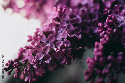 Fresh beautiful bouquet of dark purple lilac with dew. Beautiful little flowers by the window.