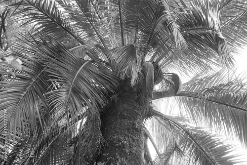 Monochrome tropical palm tree jubaea chilensis photo