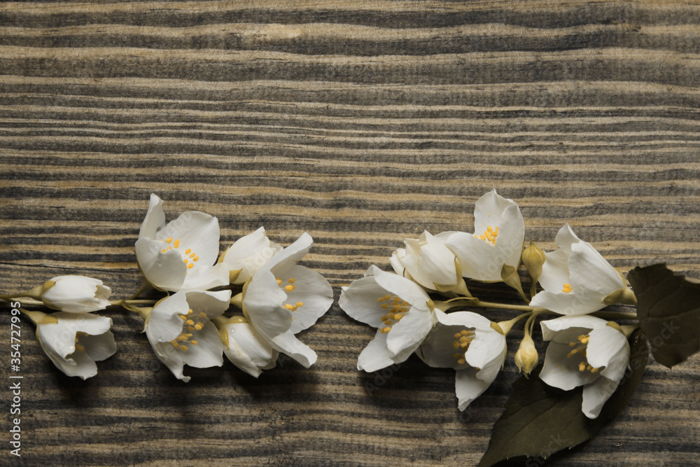 Jasmine branch on a wooden background. White jasmine flowers on brown wooden backdrop, horizontal view, space for text. Jasmine branch on a wooden background. White jasmine flowers on brown wooden backdrop, horizontal view, space for text.