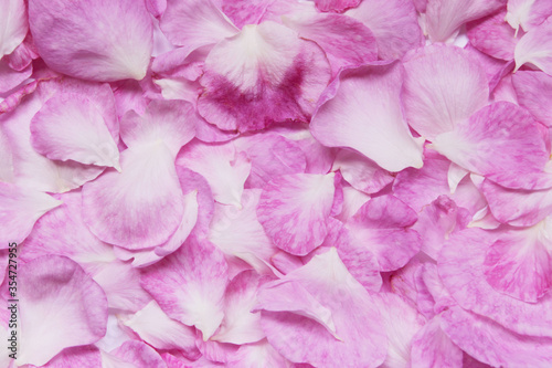 Blurred image of rose petals backdrop, close up view. Nature, female, botanical concept. 