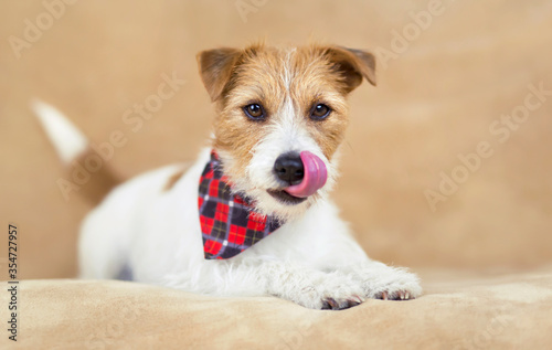 Funny cute smiling jack russell terrier pet dog puppy licking his mouth on the sofa