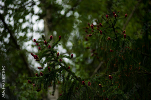 Picea abies Acrocona - Norway Spruce photo