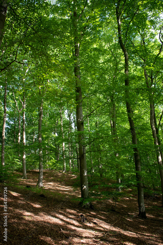 natural background, soft focus on trees in the forest, sunny day