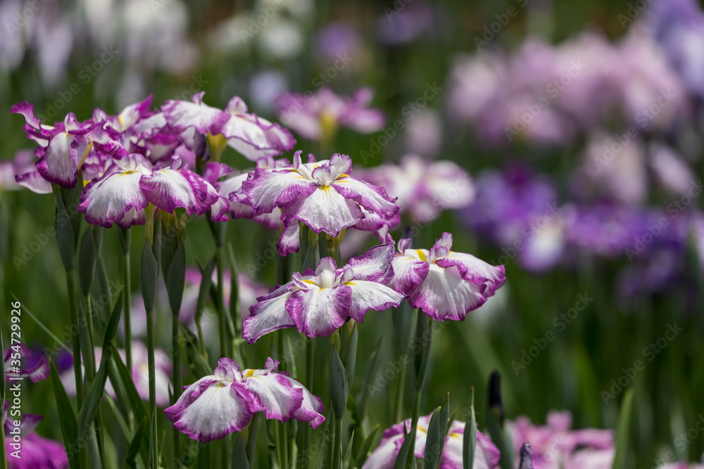 Fototapeta premium 色鮮やかな菖蒲の花 東京都葛飾区 日本