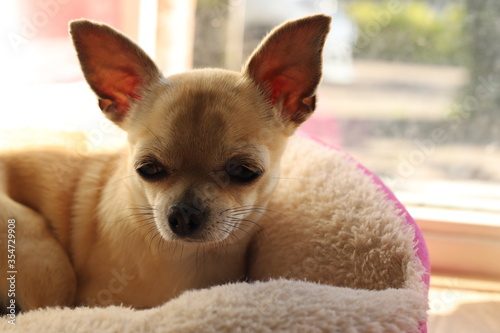 Closeup portrait of small funny beige mini chihuahua dog, puppy laying in dog bed