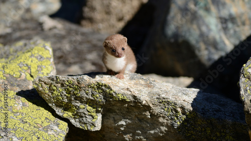 Ermine - Vanoise national park photo