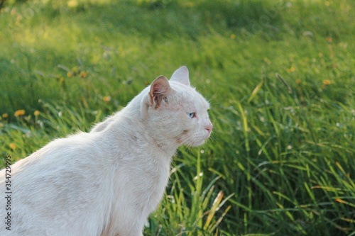white cat on the grass © Сергей Соколов