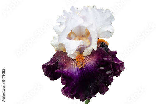 Isolate on a white background. A beautiful iris flower called 