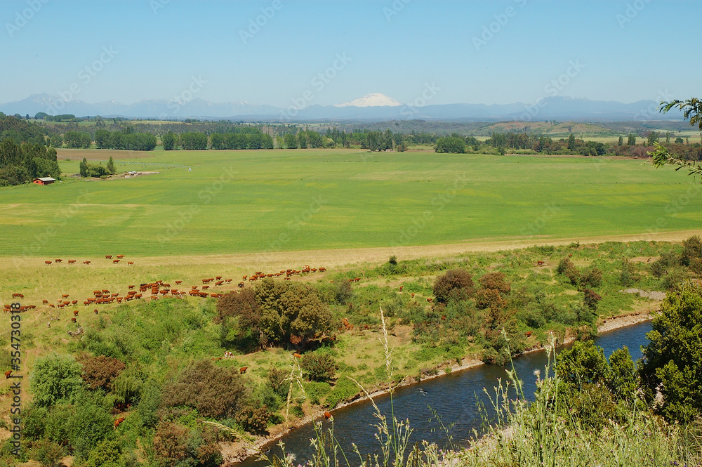 Paisaje naturaleza rio Mulchen arboles nativos trigo ganado de vacuno Paisaje naturaleza rio Mulchen arboles nativos trigo ganado de vacuno