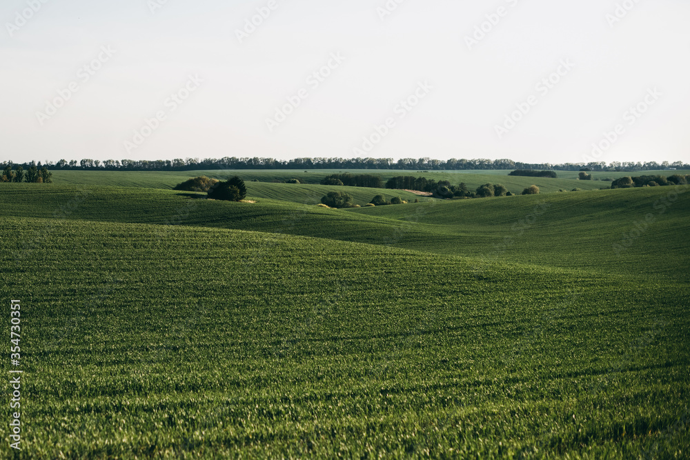 Beautiful spring landscape. Green fields with trees on the hills. Agriculture, nature, wheat, grass.