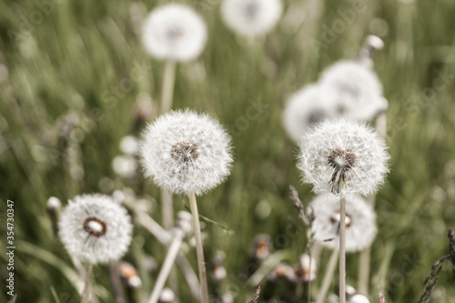 dandelion in the grass