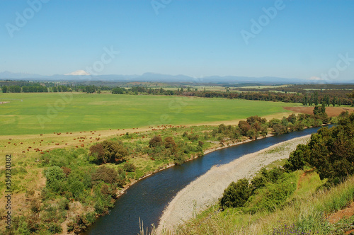 Fototapeta Naklejka Na Ścianę i Meble -  Paisaje naturaleza rio Mulchen  arboles nativos trigo ganado de vacuno