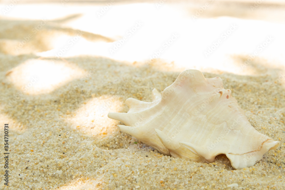 more shells in the sand on the beach, landscape more shells in the sand on the beach, landscape