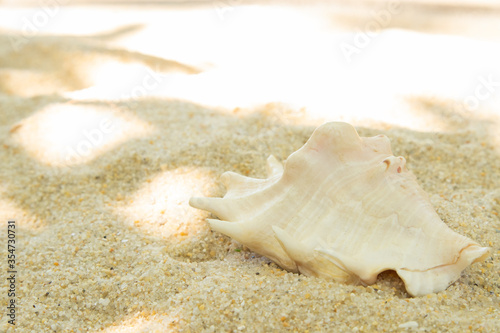 more shells in the sand on the beach, landscape