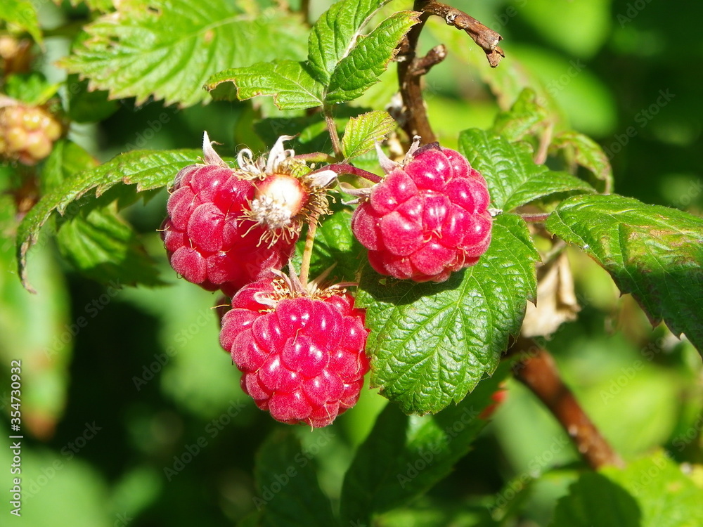 framboise framboise